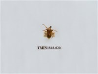 藏品(水稻害蟲)的圖片